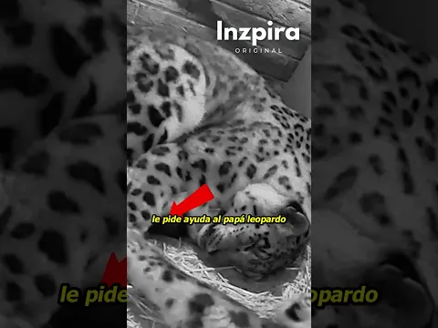 Leopardo ayuda a su pareja embarazada para que pueda dormir, hermoso momento