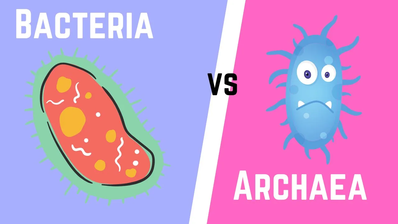 Difference between Bacteria and Archaea
