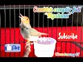 Download Lagu Cemblek cemplir gacor ngalun