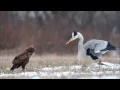 Download Lagu Grey heron fights common buzzard / czapla siwa i myszołów / Canon 400mm 5.6 , Canon 7D / bird fight