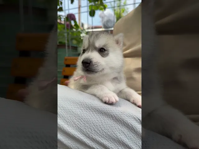 動画