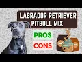 Pitbull Lab Mix Labrabull PRO S CON S