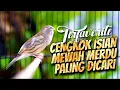 MATERI ISIAN MEWAH JAWARA ! MASTERAN KENARI ISIAN BLACKTHROAT GACOR PALING DICARI #37