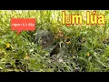 Download Lagu Toát Mồ Hôi Hột Mới Chinh Phục Được Con Quốc Quá Khôn Lanh # SĂN BẮT ĐỒNG THÁP #
