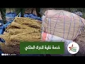 Lagu الدرك الملكي دا همو غابة 33 بالمحمدية و شدو بـ.ـزنـ.ـا ز كيبيع لحـ.ـشـ.ــيـ.ـش