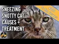 Why is My Cat Sneezing with a Runny Snotty Nose and Eyes cat flu - Cat Health Vet Advice