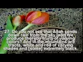 Download Lagu SURAH FATIR Chapter 35 Recited by Abdul Rahman As Sudais flv