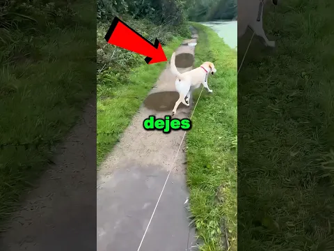 Nunca dejes que tu perro vea agua 😱😳 #shorts
