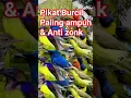 Download Lagu 🔴‼️Pikat Burung kecil paling ampuh \u0026 anti zonk terbukti 1000% #sogon #sogongacorngobra #burung ‼️🔴