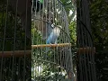 Lagu Suara Lovebird betina memanggil Jantan #short #shorts #shortvideo #birds #lovebirds #lovebird #fypp