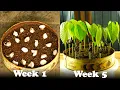 How To Grow Cocoa From Seeds