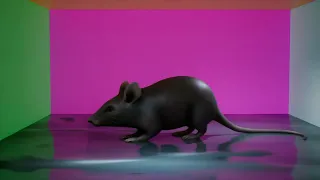 Horizontally Spinning Rat Unreal Engine 4K 