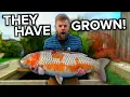 Download Lagu How I Grow GIANT Koi Fish On A BUDGET!