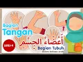 Belajar nama bagian tubuh dalam bahasa arab - seri 4 (bagian tangan)