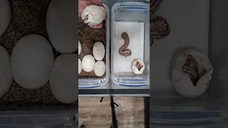 Egg cutting from leopard lesser enchi fire clown to brite het clown NO WHITE SNAKES