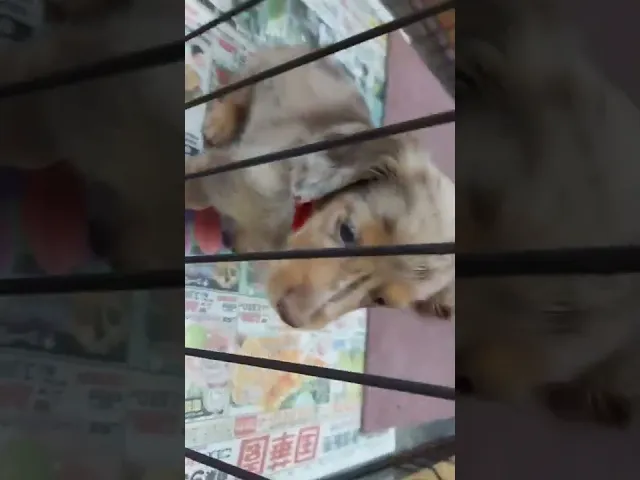 動画