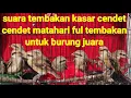 Suara Cendet Macan...lllMASTERAN AMPUH SUARA KASAR UNTUK BURUNG JUARA
