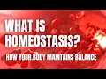 Homeostasis How Your Body Maintains Perfect Balance Middle School Science