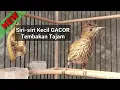 Download Lagu Siri-siri kecil gacor tembakan rapat