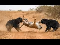 Sloth Bears Turn the Tables on the Tiger