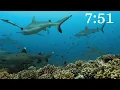 10 Minute Timer - 4K Marine Animals with Relaxing Ocean Waves