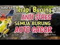 KEMBALI GACOR‼️ Suara Gemericik Air Untuk Terapi Burung Stres dan Macet Bunyi