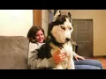 Download Lagu Huskies: Drama Queens Who Deserve an Oscar 🏆🐕
