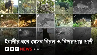 কক্সবাজারের ইনানীর বনে দেখা গেল যেসব বিরল ও বিপন্নপ্রায় প্রাণী | BBC Bangla