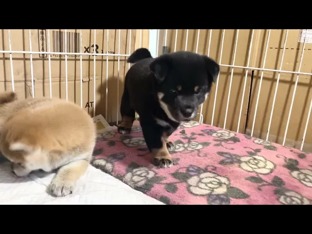 動画