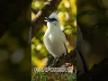 Lagu JALAK BALI | Tranquil Forest – Birdsong for Mindful Relaxation #stressrelief #birdsounds #relaksasi