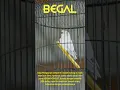 Download Lagu BEGAL Love Bird Konslet Gaya Extreme!!!