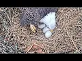 Duke Farms Eagle Cam on 26 Shift change view of eggs day 38 for 1st egg
