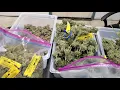 reviewing a couple Ethos Genetics strains after drying
