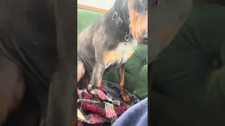 She wants covered up NOW lol !!  #boatlife #petsofyoutube #sailing