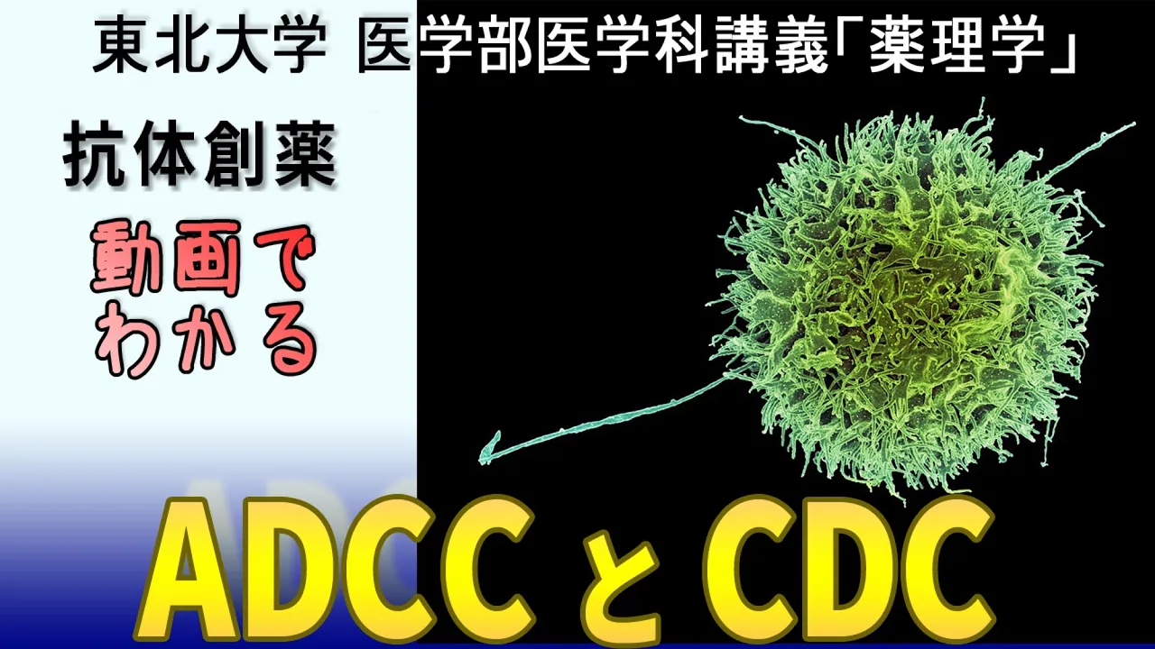 東北大学薬理学講義シリーズ・抗体創薬−3:ADCCとCDC