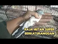Lagu RAJA HUTAN SUPER BERKATURANGGAN 