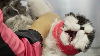 An extreme EMERGENCY situation Persian Cat