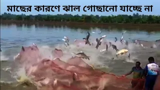 পুকুরে মাছের ছোটাছুটির কারণে জাল গোছানো যাচ্ছে না 🌹 2026 