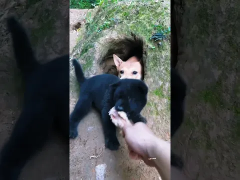 देखो इस cute puppy के साथ कितना बुरा हुआ 🙄 #kindnessiscool #puppy