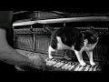 Lagu Josiah and the Bonnevilles - Cold Blood (On Piano) Video