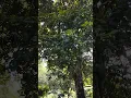 Download Lagu suara asli burung perkutut di hutan
