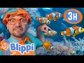 Download Lagu Blippi Explores The FISH PLAYGROUND! | Blippi and Meekah Best Friend Adventures | Educational Videos