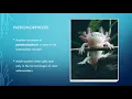 Evo Devo power point voice over