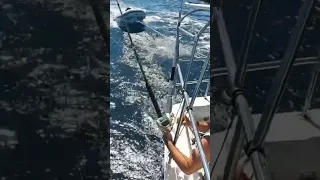 FISH ON! Fishing off a Sailboat!t🎣 ⛵️ #short #fishing #sailing
