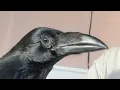 Rafe the young rehabilitation raven