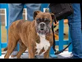 Dog on the Tyne 2026