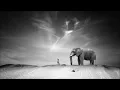 Ten Walls   Walking with Elephants Original Mix
