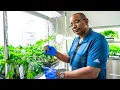 Harborside A Look Into This Historic Cannabis Retailer Oakland Cannabis Trail