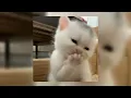 michael bublé - sway (sped up)