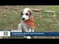 Tulsa woman rescues puppies after witnessing them being dumped from car